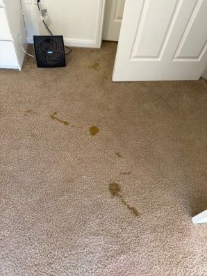 Carpet Stain Removal in Stone Oak, San Antonio, TX (1)